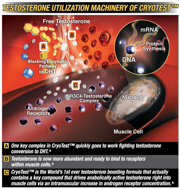 cryot.jpg