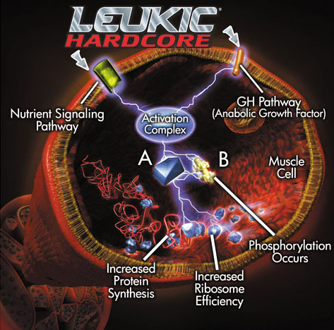 leukic.jpg